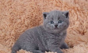 Котенок британец. Котенок голубой британец. Голубые британские котята. Котята голубого окраса              